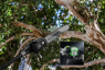 Высоторез аккумуляторный телескопический Greenworks PS102T