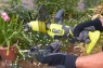 ONE + / Культиватор ручной RYOBI RY18HCA-0 (без батареи)